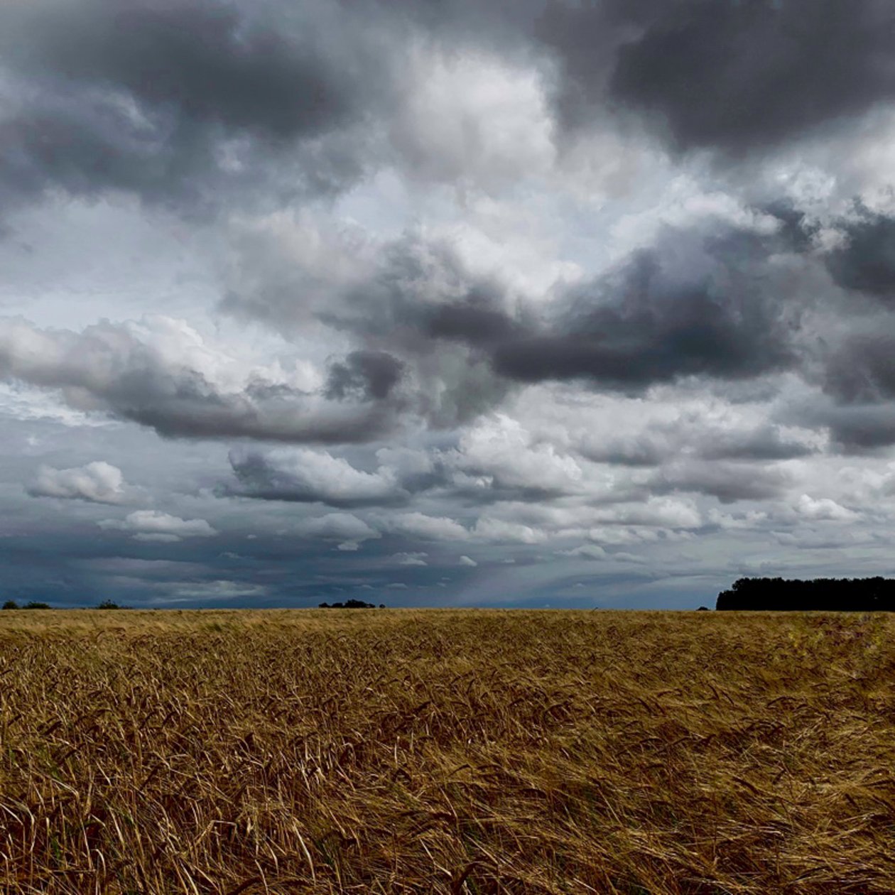 Stormfuld himmel over en sensommerafgrøde 2020 af Katha Wood