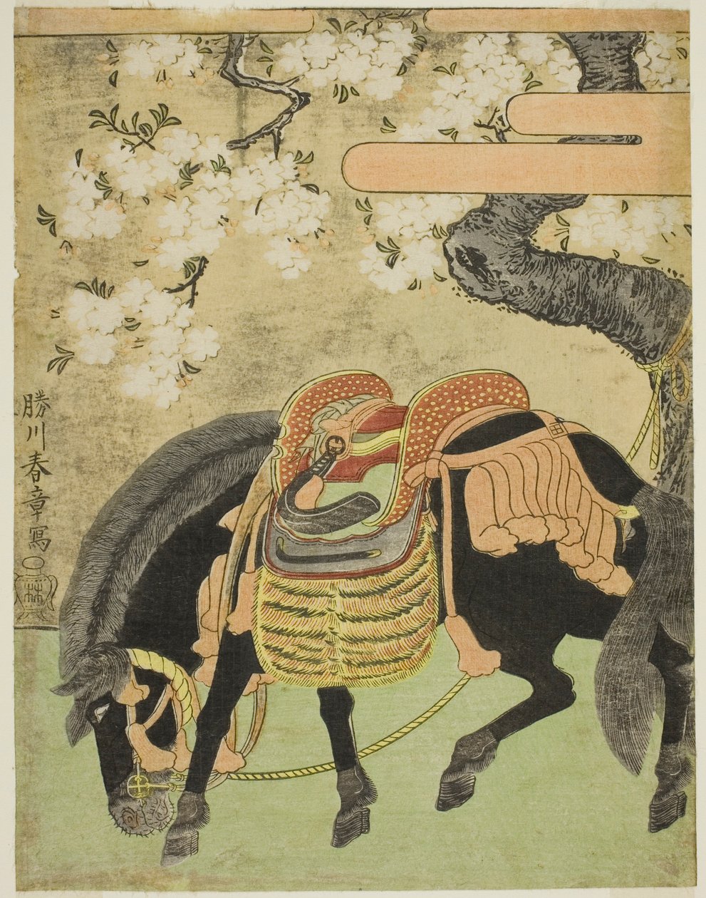 Sort hest bundet under et blomstrende kirsebærtræ af Katsukawa Shunsho