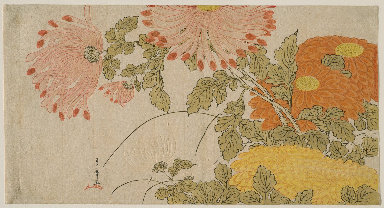 Krysantemum af Katsukawa Shunsho