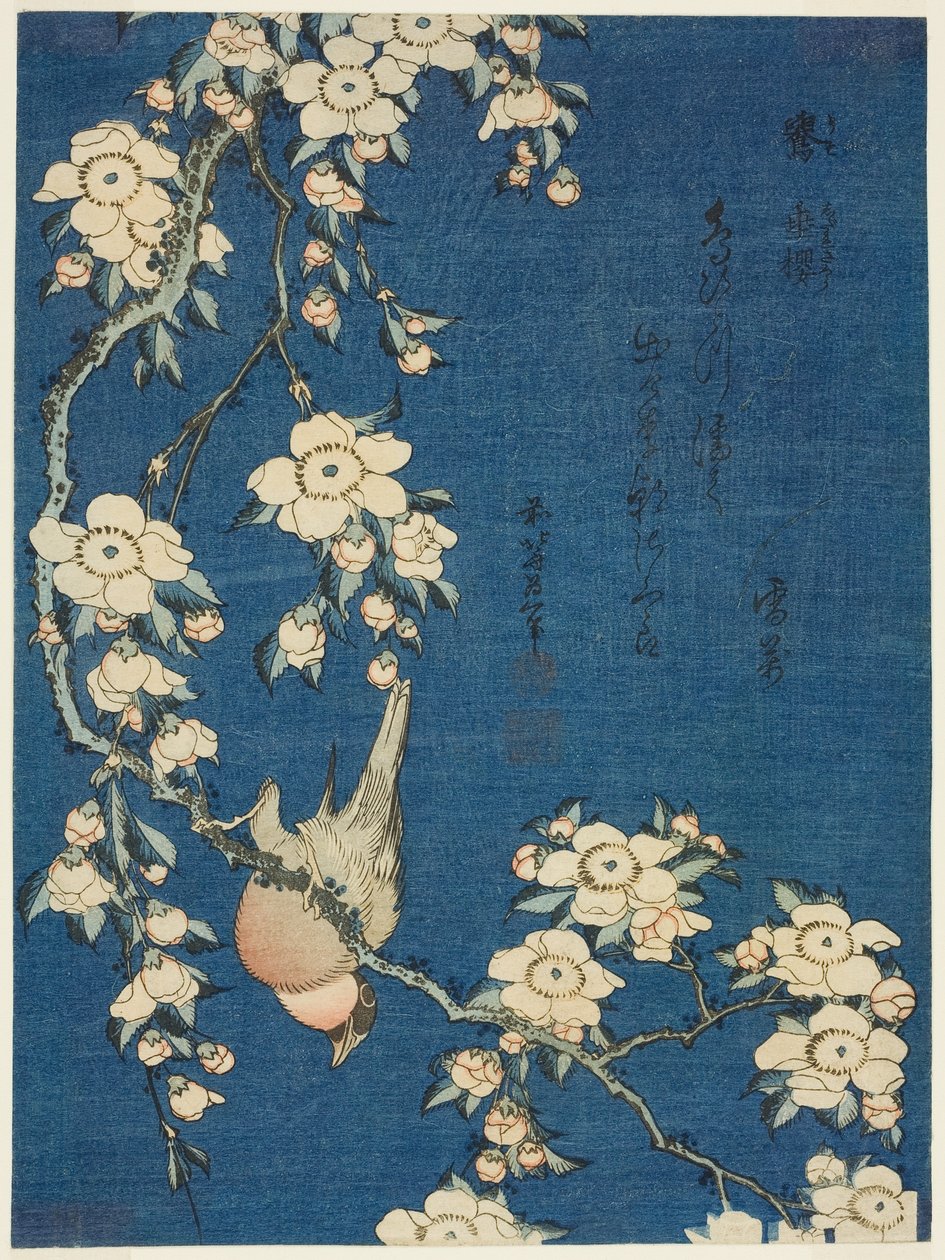 Bullfinch and Weeping Cherry (Uso, shidarezakura), fra en unavngiven serie af blomster og fugle af Katsushika Hokusai
