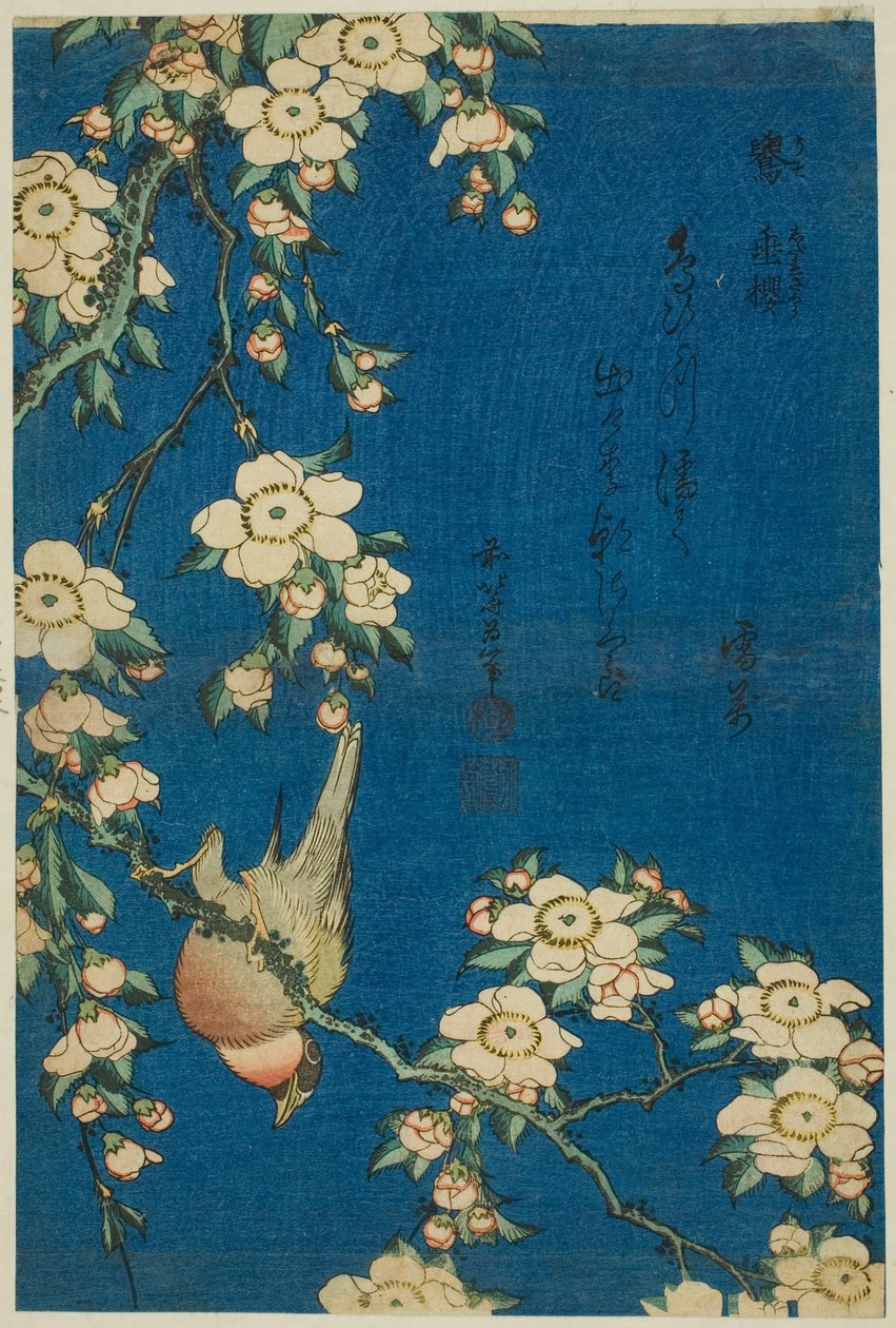 Dompap og grædekirsebær (Uso, shidarezakura), fra en serie uden titel af blomster og fugle af Katsushika Hokusai