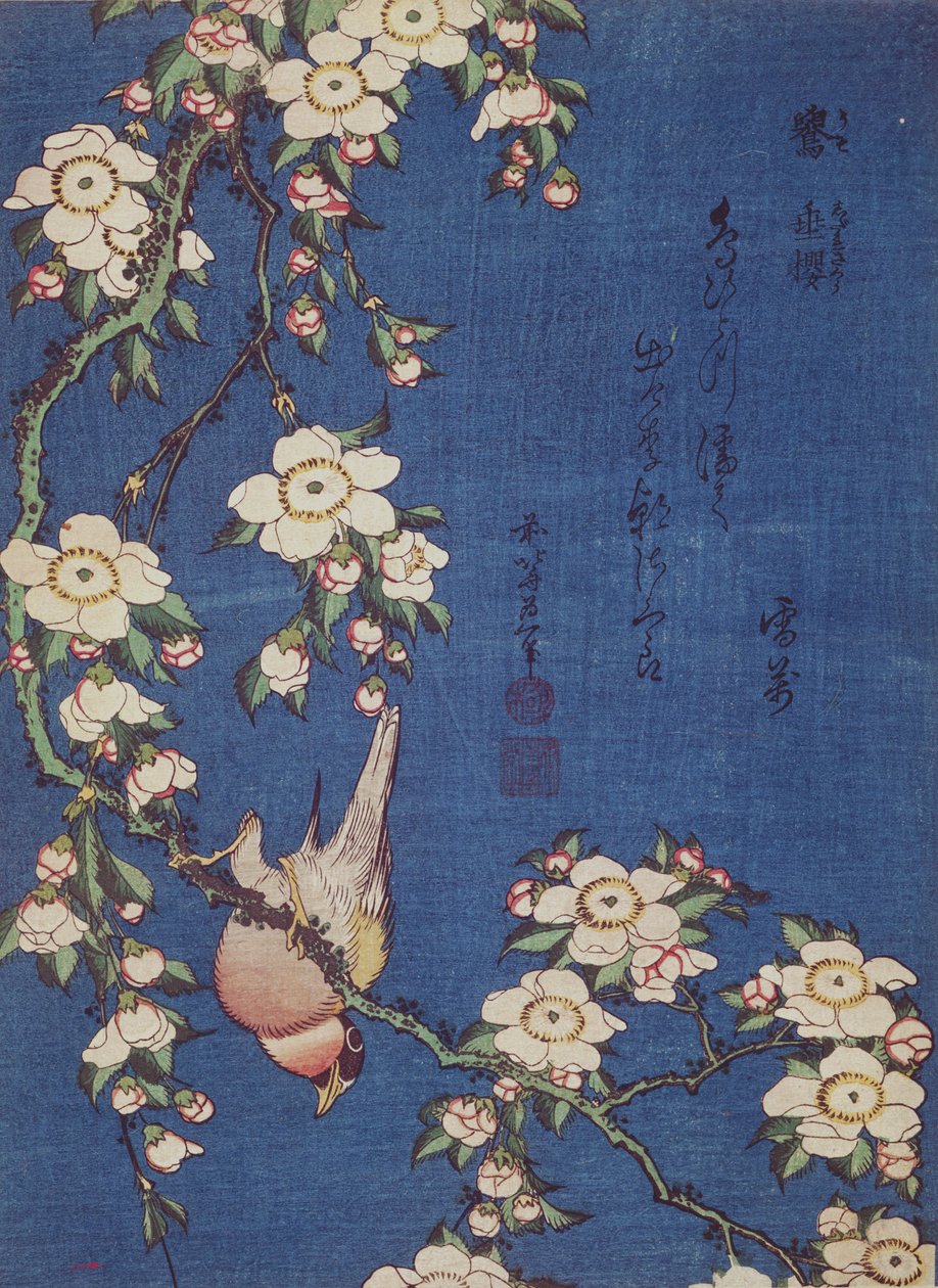 Bullfinch og grædende kirsebærtræ, pub. ca. 1834 (træblok i farver) af Katsushika Hokusai