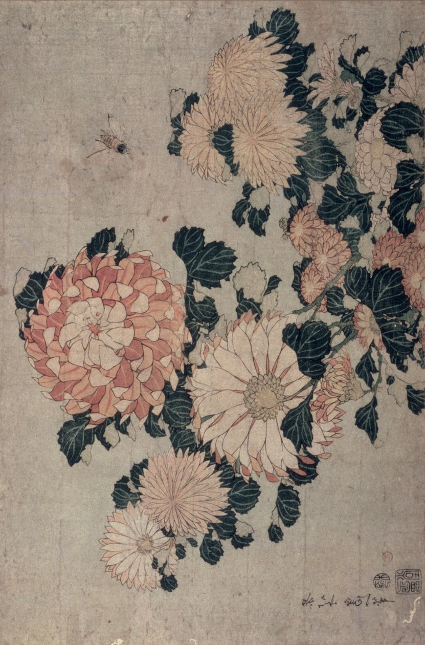 Krysantemum (farvet træblok) af Katsushika Hokusai
