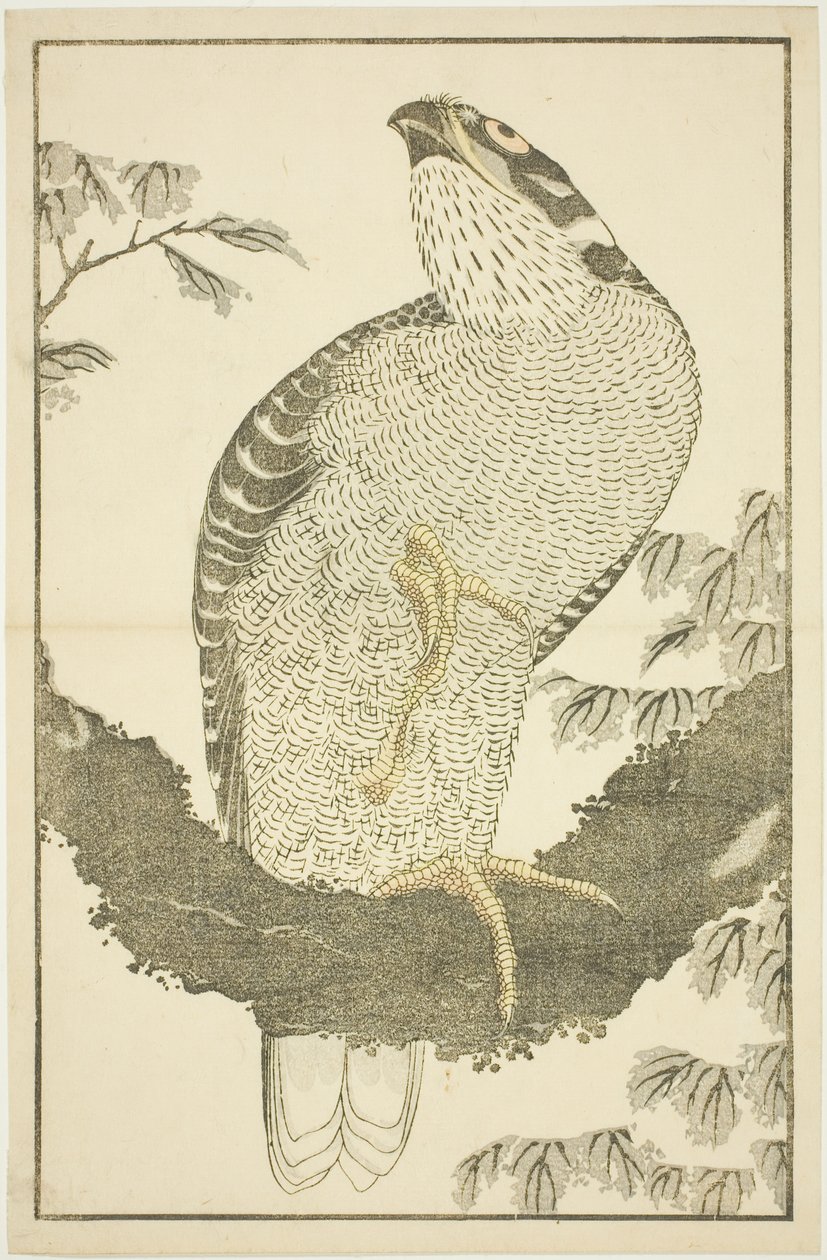 Hawk, fra The Picture Book of Realistic Paintings of Hokusai (Hokusai shashin gafu) af Katsushika Hokusai