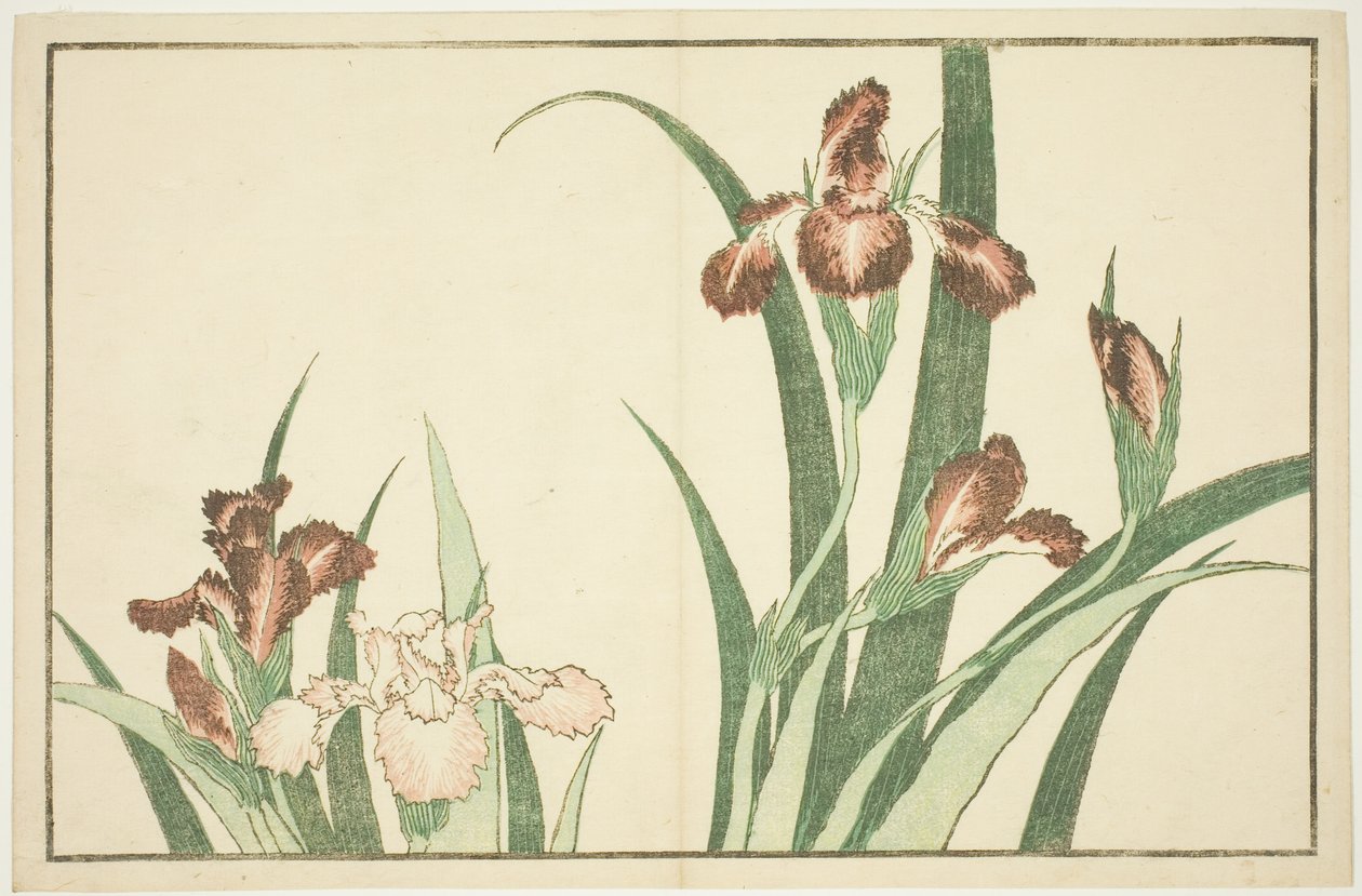 Iris, fra The Picture Book of Realistic Paintings of Hokusai (Hokusai shashin gafu) af Katsushika Hokusai