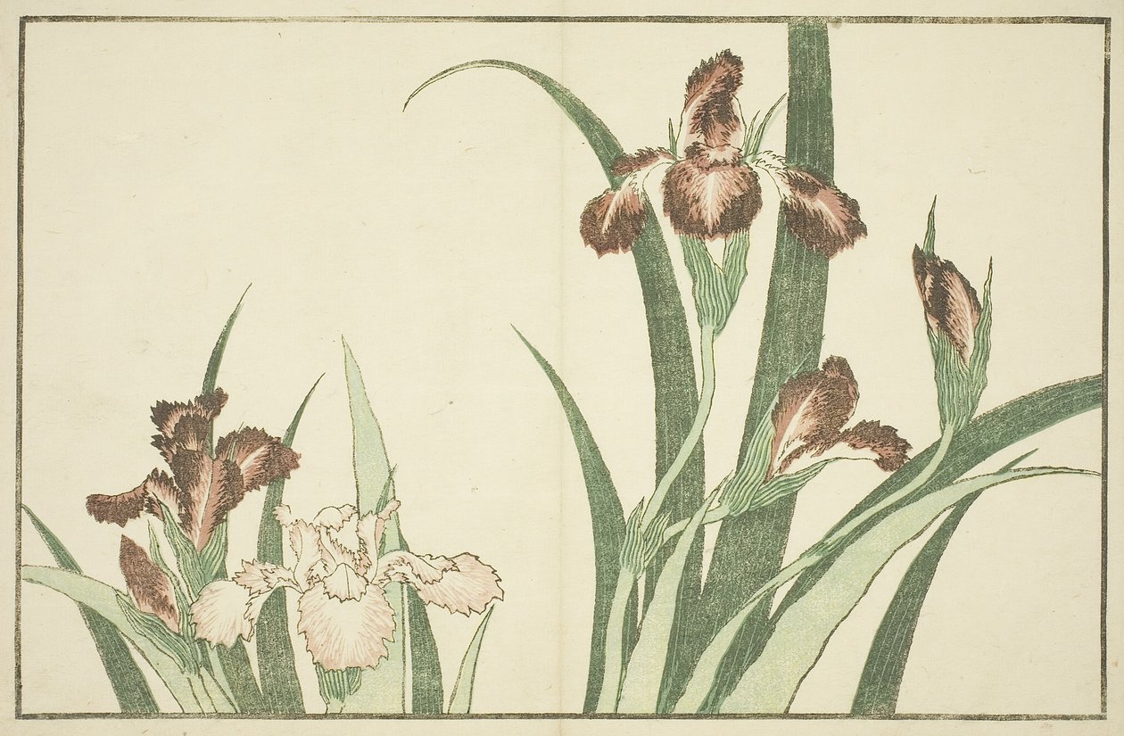 Iris, fra billedbogen med realistiske malerier af Hokusai af Katsushika Hokusai