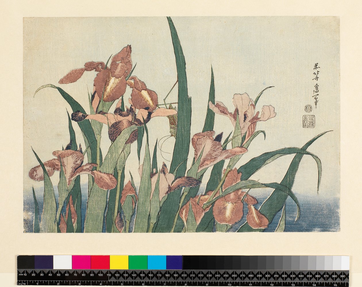 Iris og græshoppe, pub. af Nishimura Eijudo, ca. 1832, (yoko-e - vandret format, farvet træbloktryk) af Katsushika Hokusai