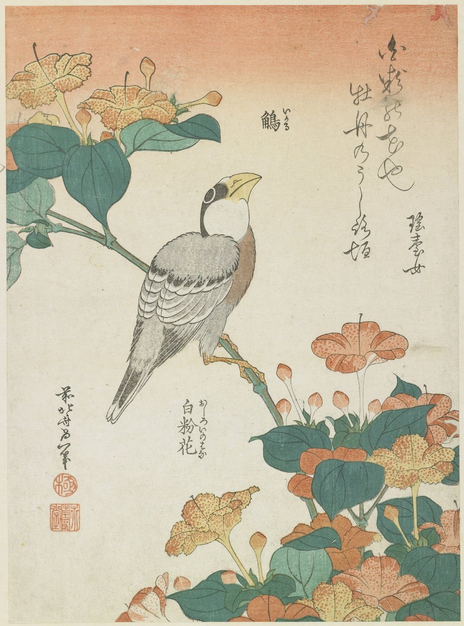Japansk Grosbeak og Four-o