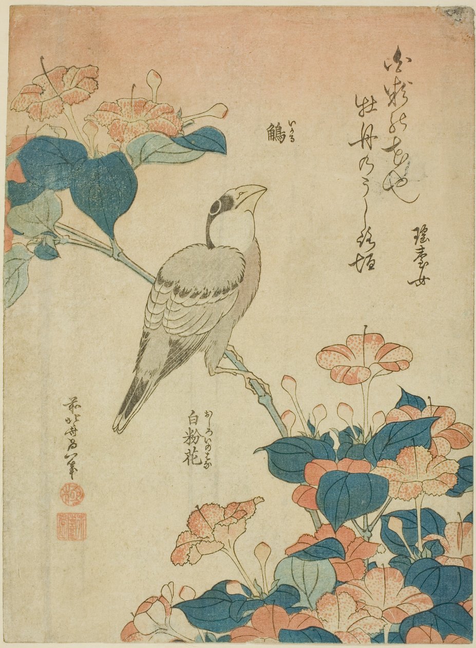Japanese Grosbeak and Marvel of Peru (Ikaru, oshiroi no hana), fra en unavngiven serie af blomster og fugle af Katsushika Hokusai