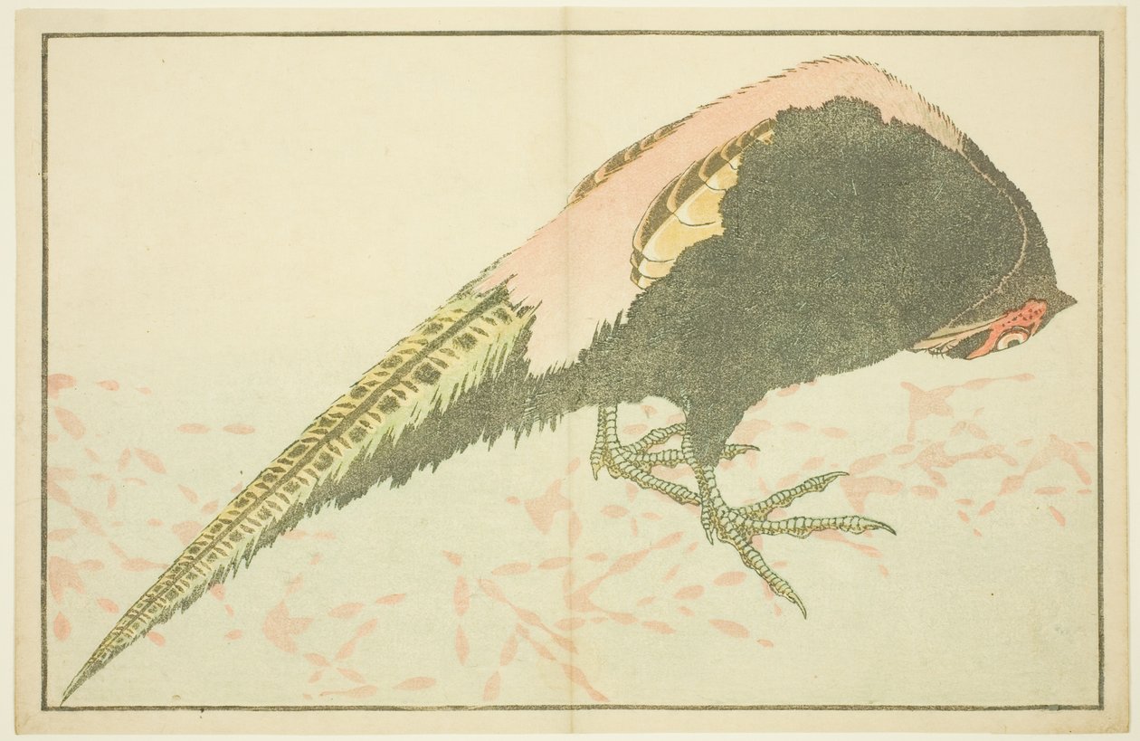 Mandlig fasan, fra billedbogen med realistiske malerier af Hokusai (Hokusai shashin gafu) af Katsushika Hokusai