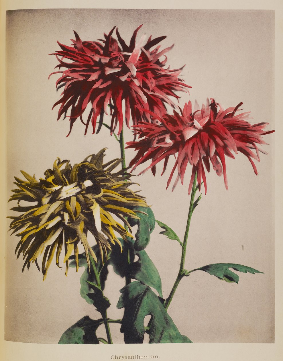 Krysantemum af Kazumasa Ogawa