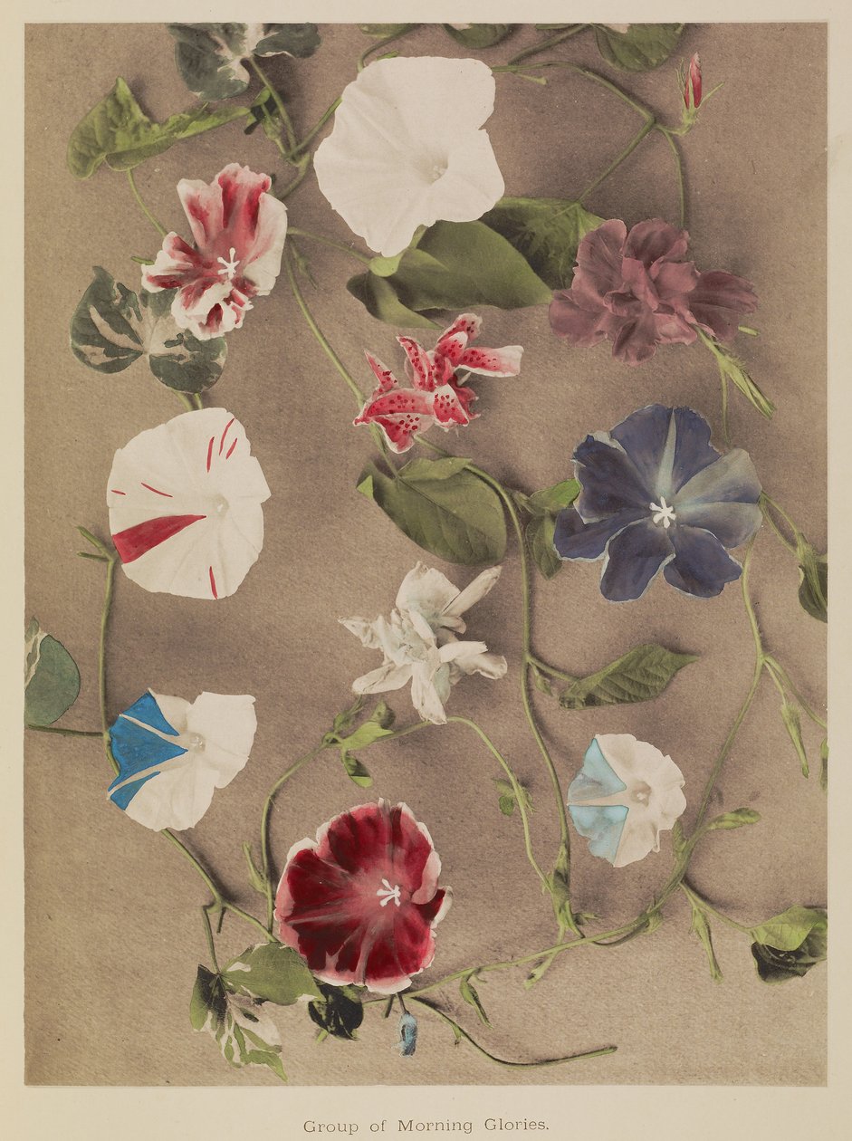 Gruppe af Morning Glories af Kazumasa Ogawa