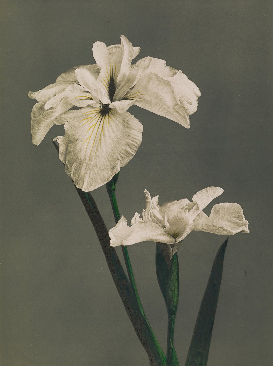 Iris Kaempferi, 1896 (håndfarvet collotype) af Kazumasa Ogawa