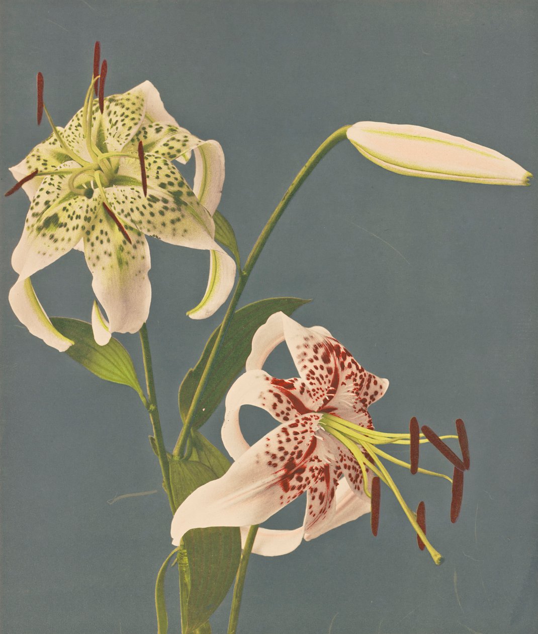 Lilies, 1897 (håndfarvet collotype) af Kazumasa Ogawa