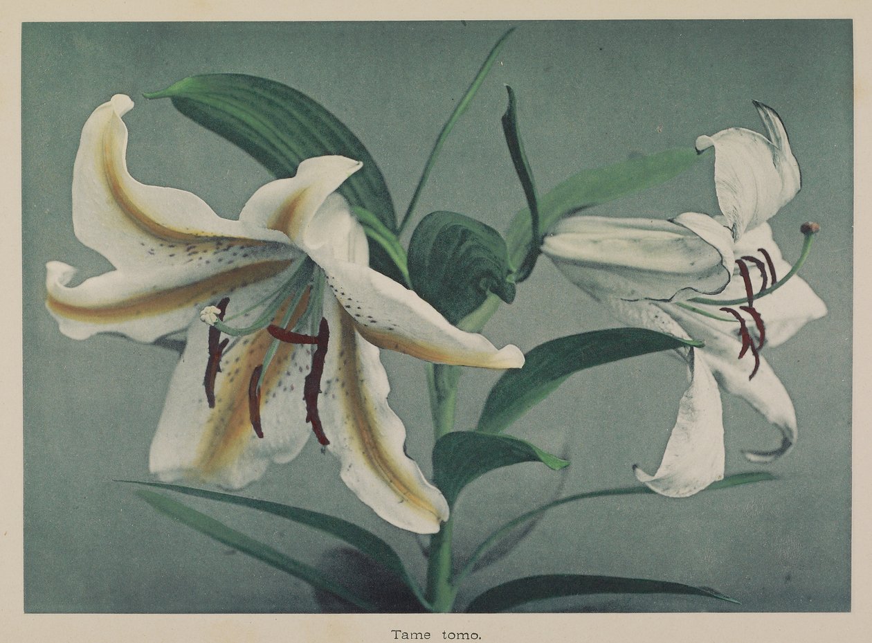 Lily af Kazumasa Ogawa