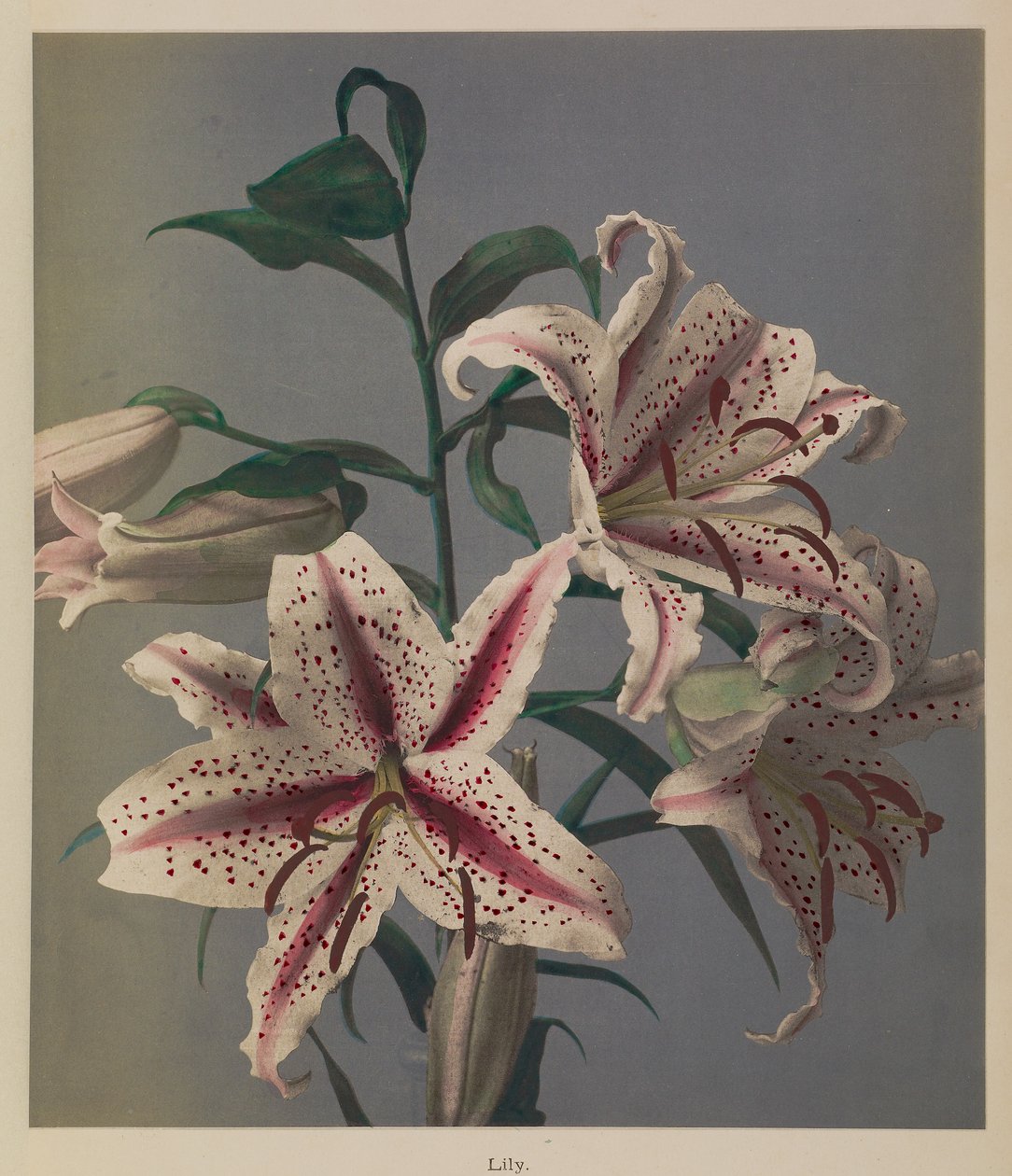Lily af Kazumasa Ogawa