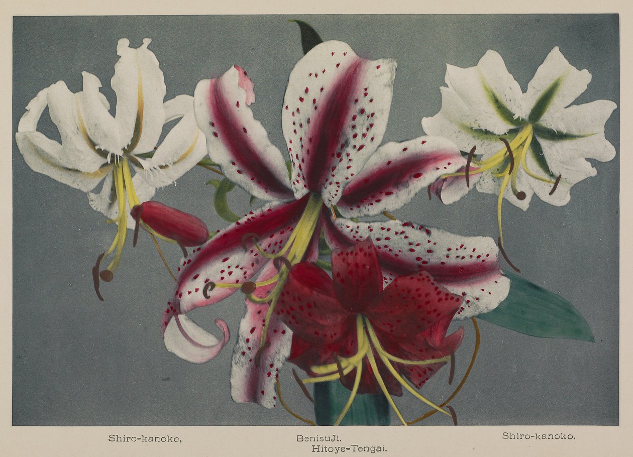 Lily af Kazumasa Ogawa
