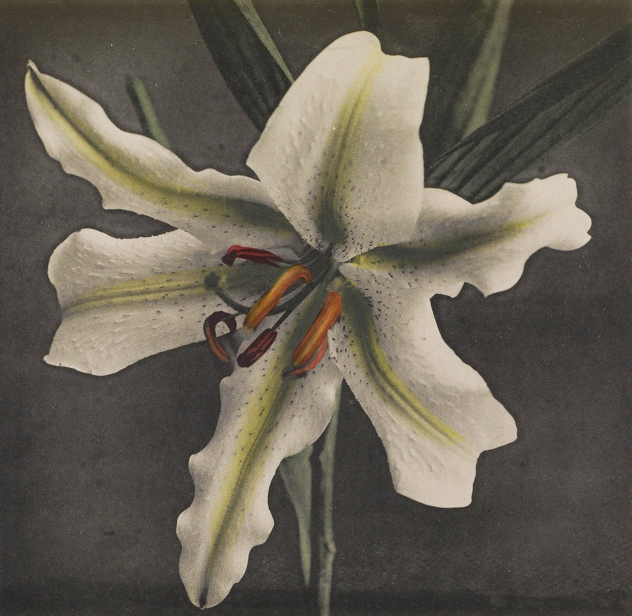 Lily, 1896 (håndfarvet collotype) af Kazumasa Ogawa