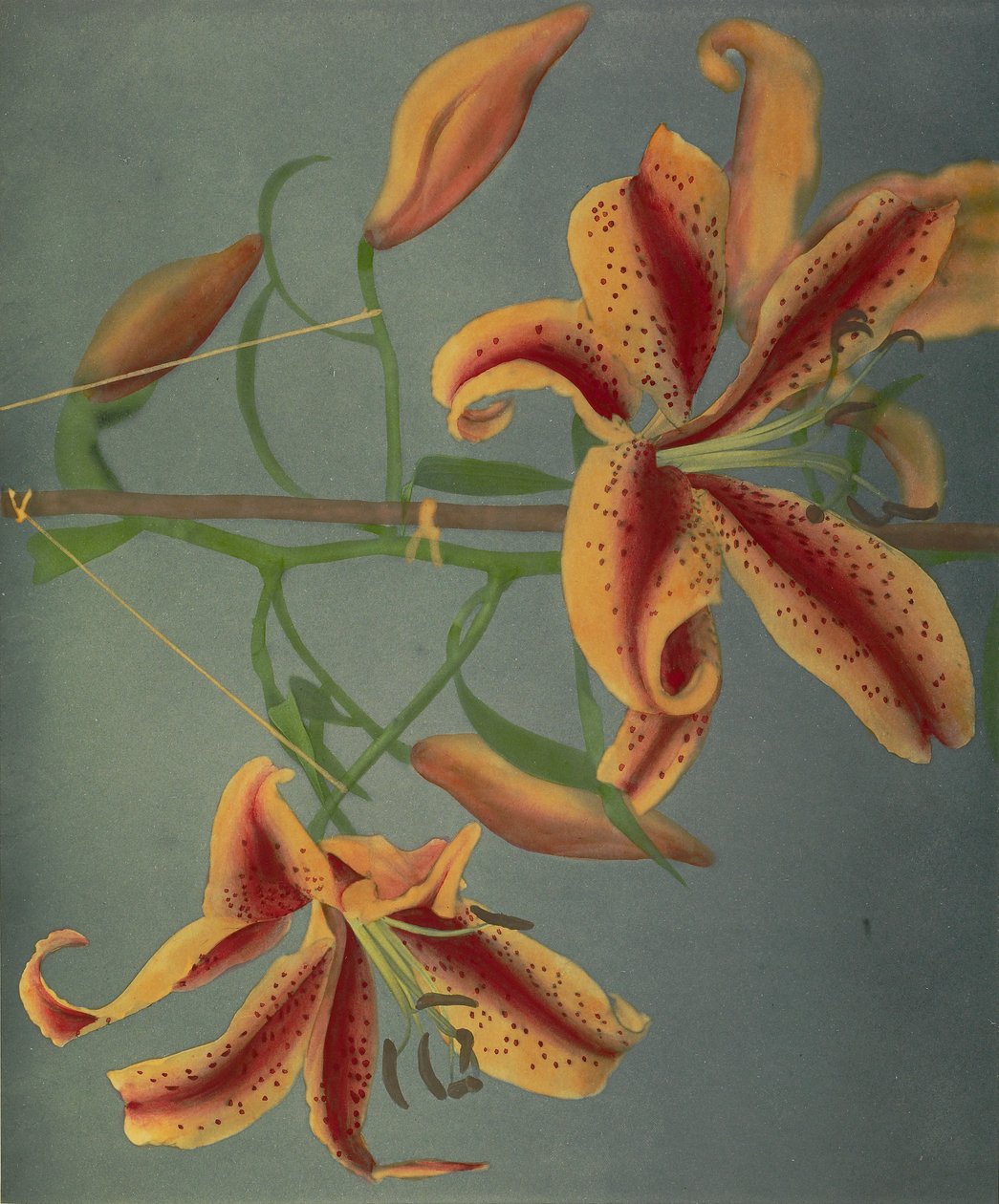 Lily, 1896 (håndfarvet collotype) af Kazumasa Ogawa