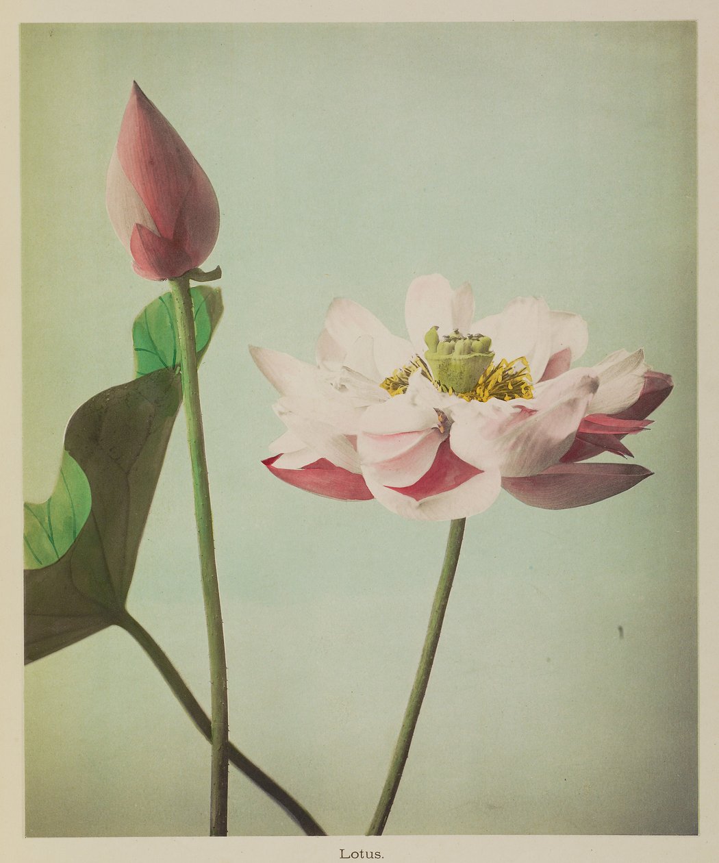 Lotus af Kazumasa Ogawa