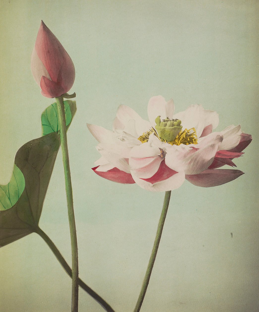Lotus, 1896 (håndfarvet collotype) af Kazumasa Ogawa