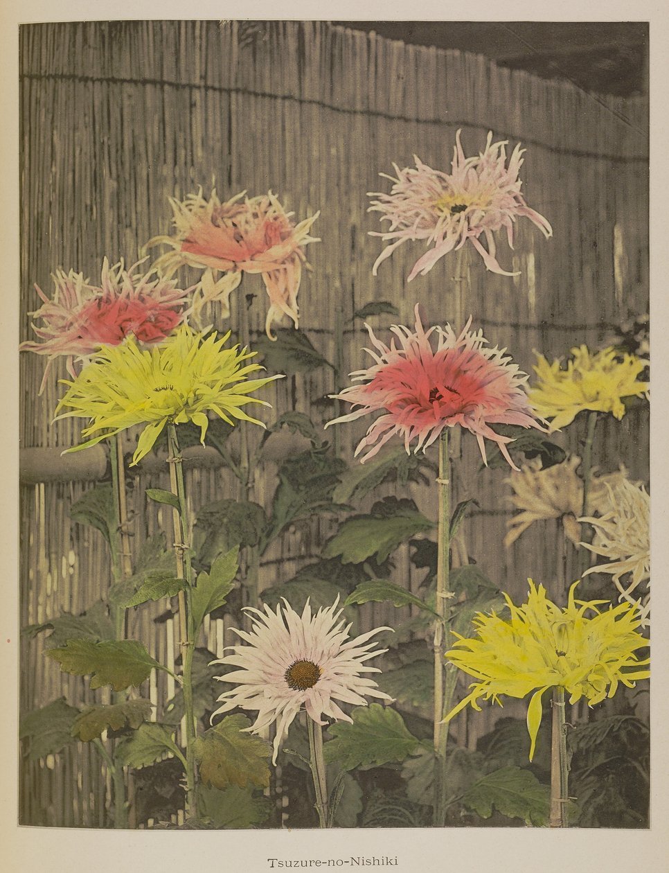 Tsuzure-no-Nishiki af Kazumasa Ogawa