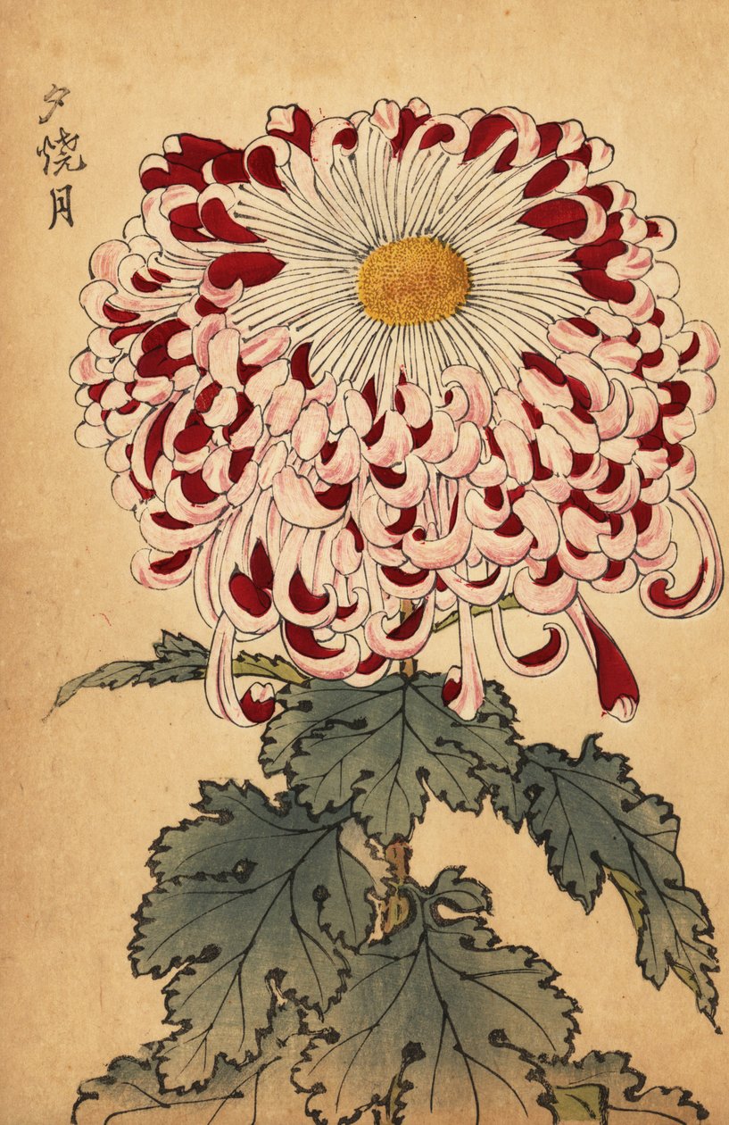 Hybrid crimson og hvid ske krysantemum., 1893 (gravering) af Keika Hasegawa