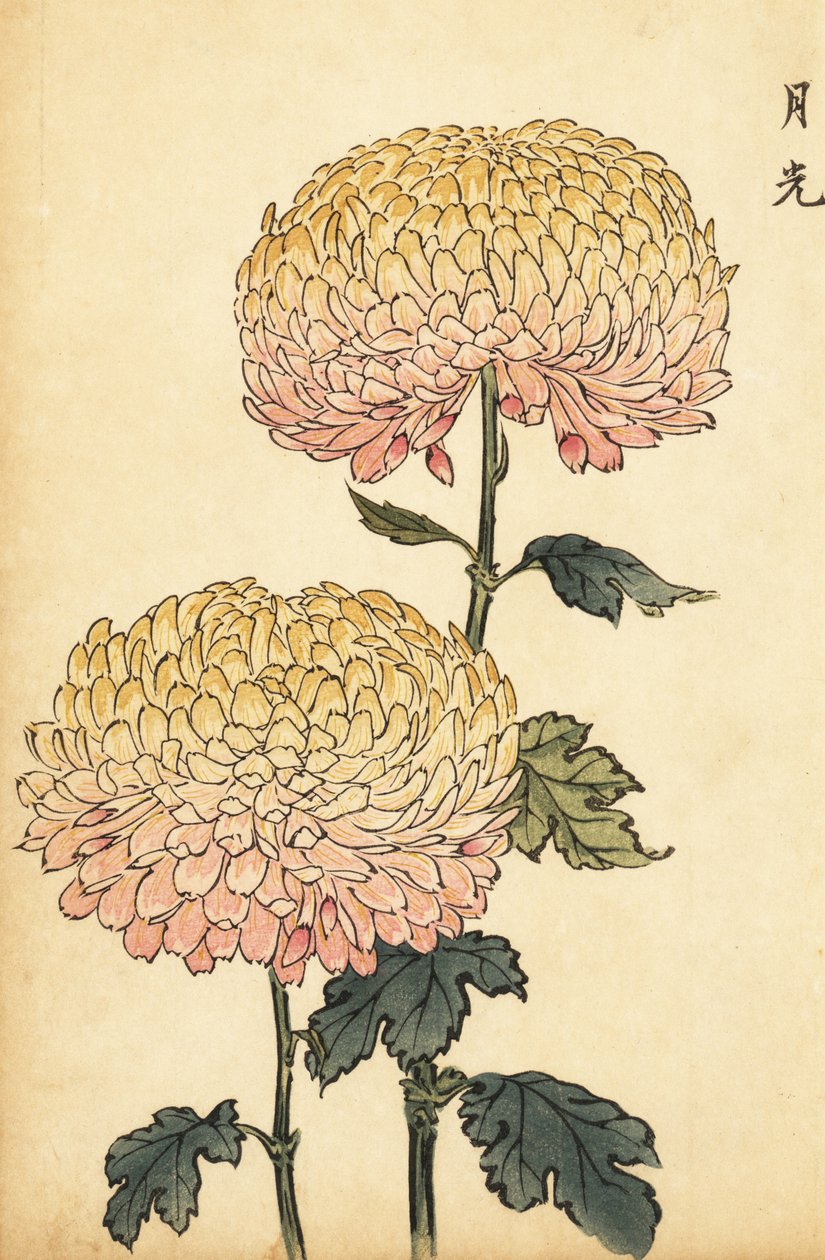 Hybrid guld og pink pompon krysantemum., 1893 (gravering) af Keika Hasegawa