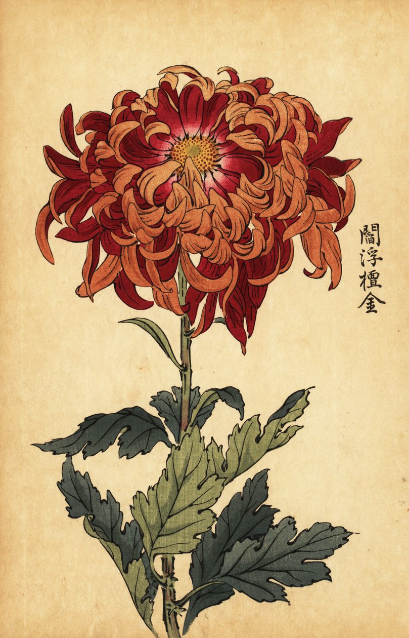 Hybrid orange og crimson krysantemum., 1893 (gravering) af Keika Hasegawa