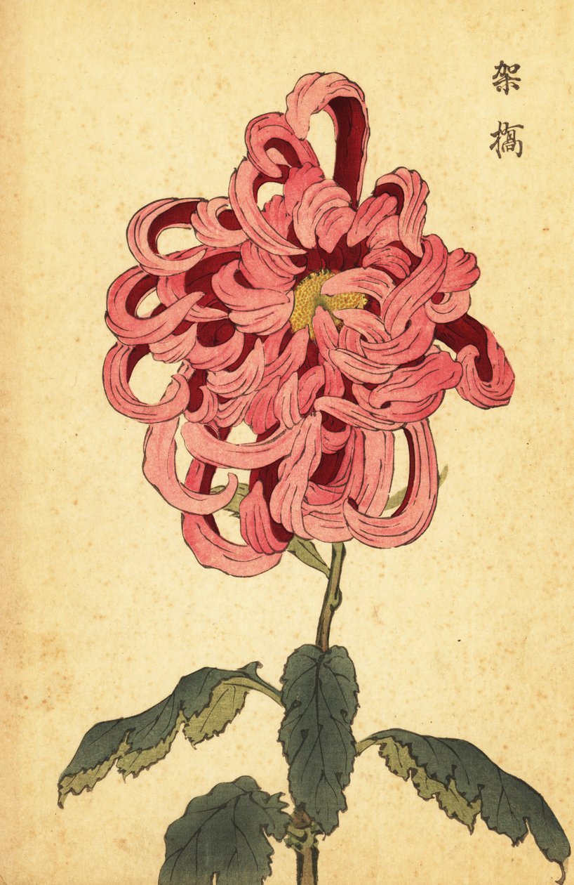 Hybrid pink og crimson krysantemum., 1893 (gravering) af Keika Hasegawa