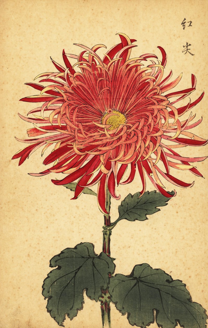 Hybrid pink og crimson krysantemum., 1893 (gravering) af Keika Hasegawa