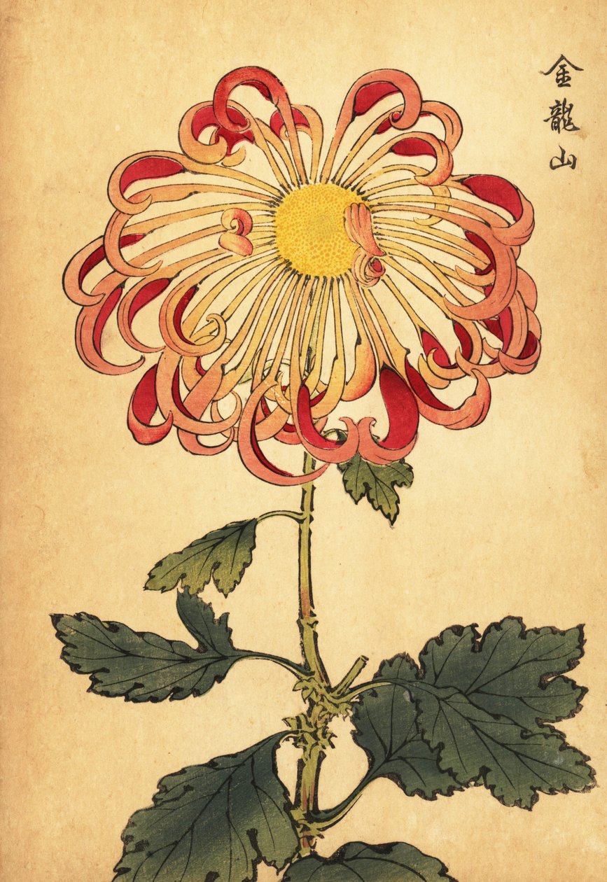 Hybrid pink krøllet ske krysantemum., 1893 (gravering) af Keika Hasegawa