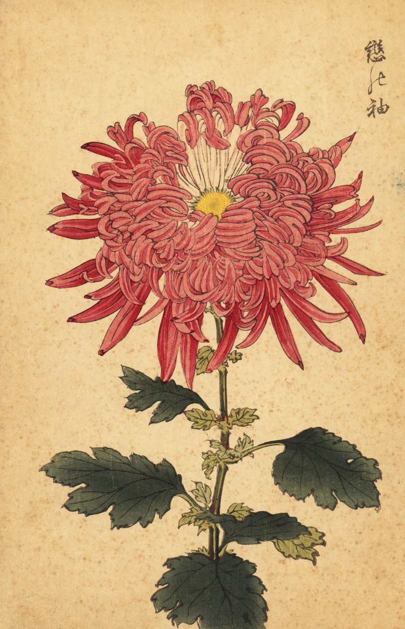 Hybrid pink fjerkrysantemum., 1893 (gravering) af Keika Hasegawa