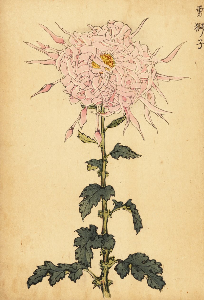 Hybrid pink edderkop krysantemum., 1893 (gravering) af Keika Hasegawa