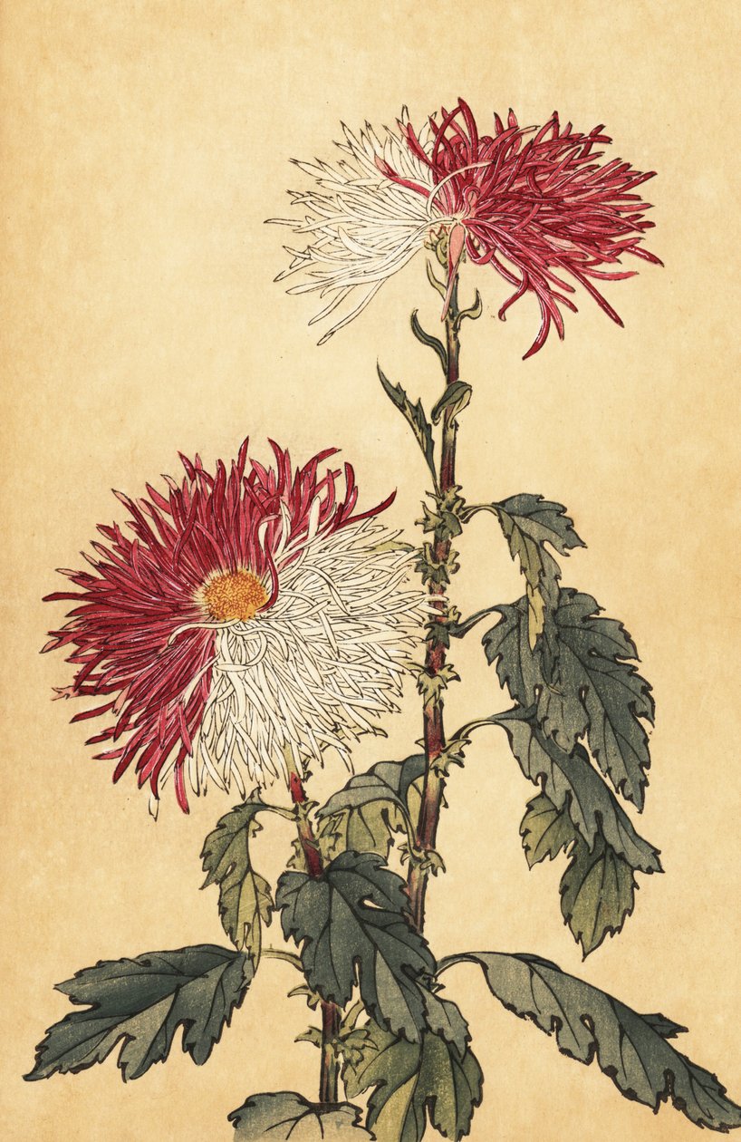 Hybrid lilla og hvid fjerkrysantemum., 1893 (gravering) af Keika Hasegawa