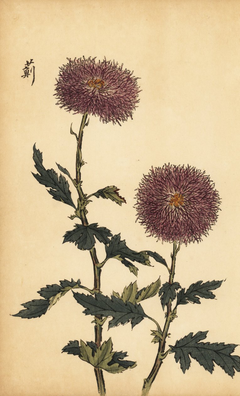 Hybrid lilla krysantemum., 1893 (gravering) af Keika Hasegawa