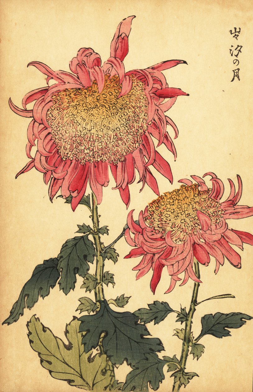 Hybrid laksepink krysantemum., 1893 (gravering) af Keika Hasegawa