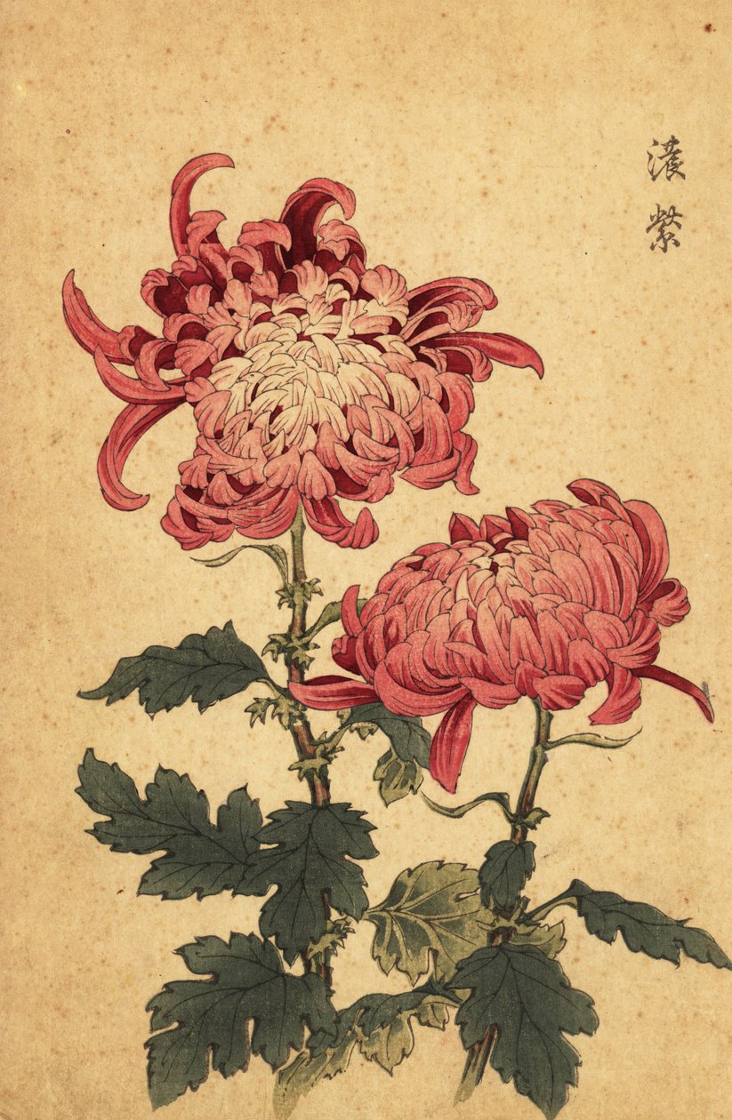 Hybrid laksepink krysantemum., 1893 (gravering) af Keika Hasegawa