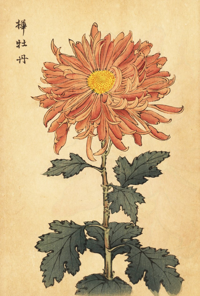 Hybrid laksepink krysantemum., 1893 (gravering) af Keika Hasegawa