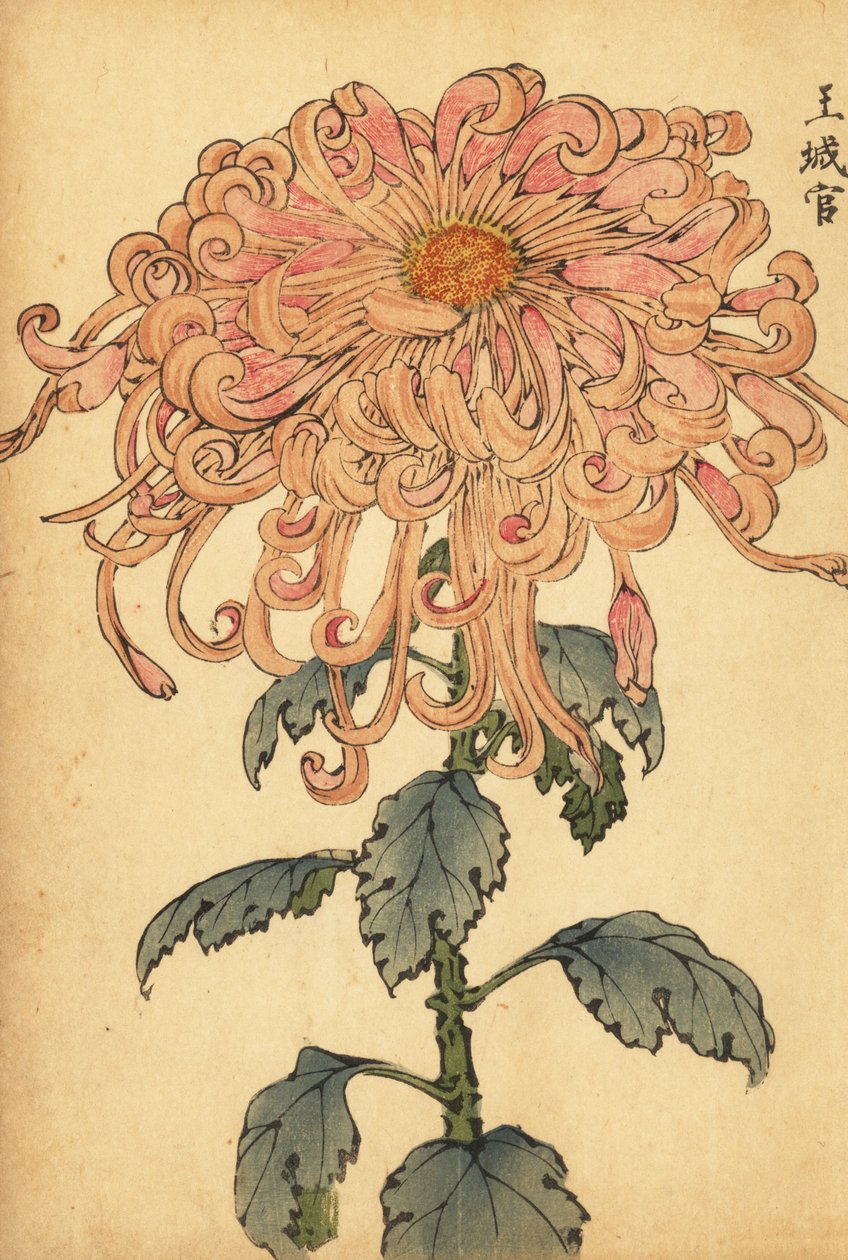 Hybrid laksepink krysantemum med krøllede kronblade., 1893 (gravering) af Keika Hasegawa