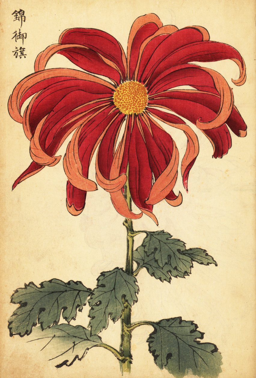 Hybrid skarlagenrød og pink krysantemum., 1893 (gravering) af Keika Hasegawa
