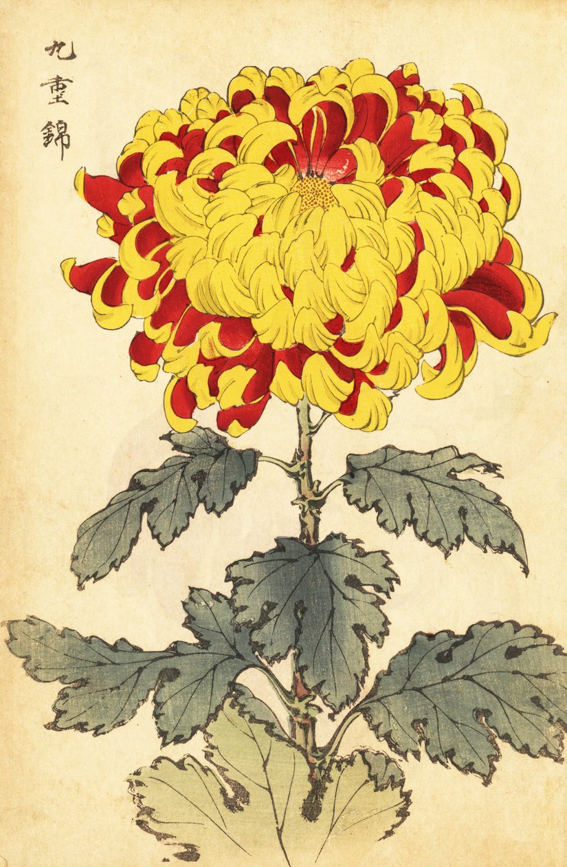 Hybrid skarlagenrød og gul krysantemum., 1893 (gravering) af Keika Hasegawa