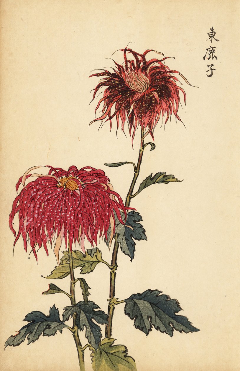Hybrid plettet skarlagenrød og pink fjerkrysantemum., 1893 (gravering) af Keika Hasegawa