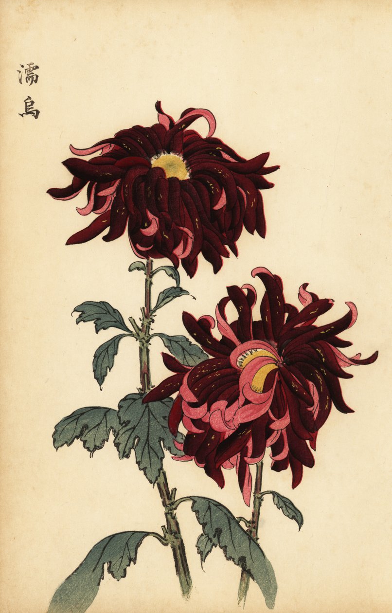 Hybrid broget crimson og pink krysantemum., 1893 (gravering) af Keika Hasegawa