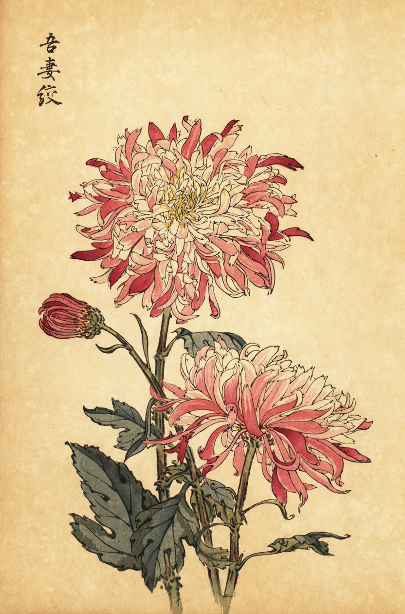 Hybrid broget hvid og pink krysantemum., 1893 (gravering) af Keika Hasegawa
