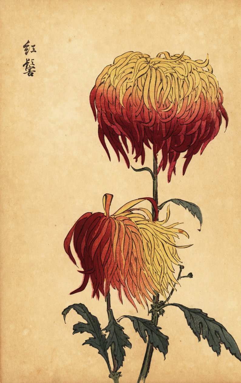 Hybrid broget gul, orange og crimson krysantemum., 1893 (gravering) af Keika Hasegawa