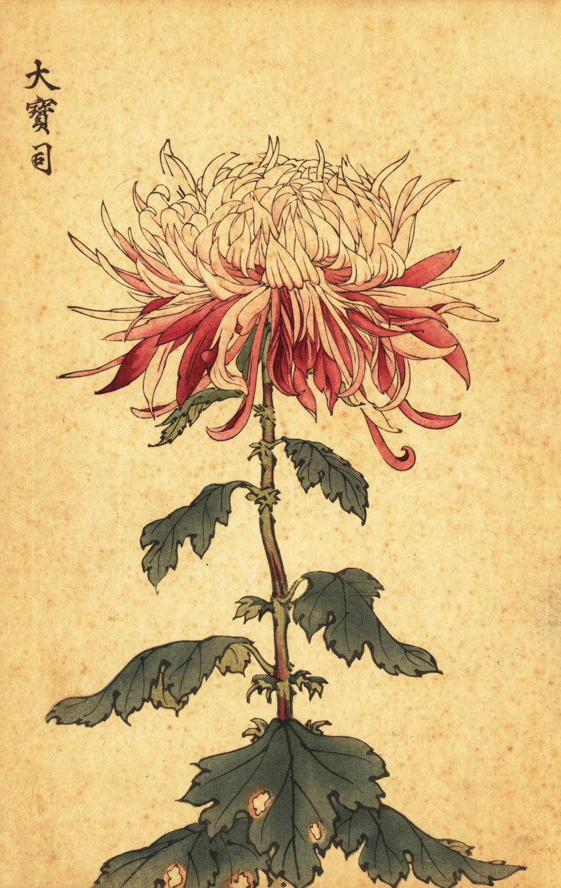Hybrid hvid og crimson ske krysantemum., 1893 (gravering) af Keika Hasegawa