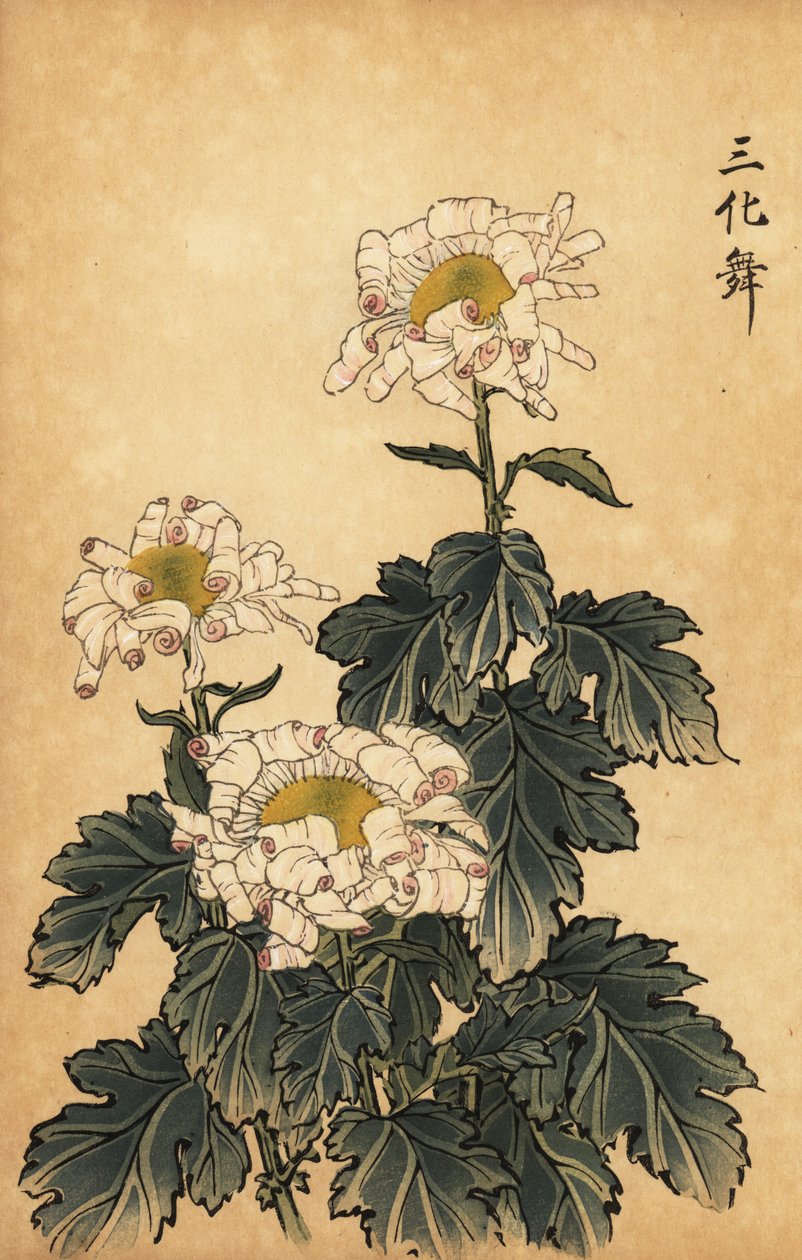 Hybrid hvid og pink krysantemum., 1893 (gravering) af Keika Hasegawa