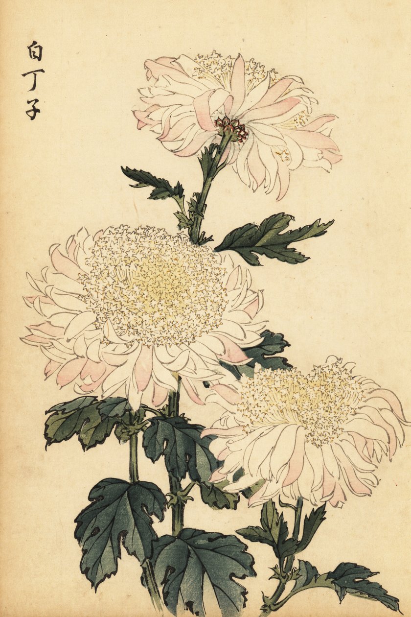 Hybrid hvid og pink krysantemum., 1893 (gravering) af Keika Hasegawa