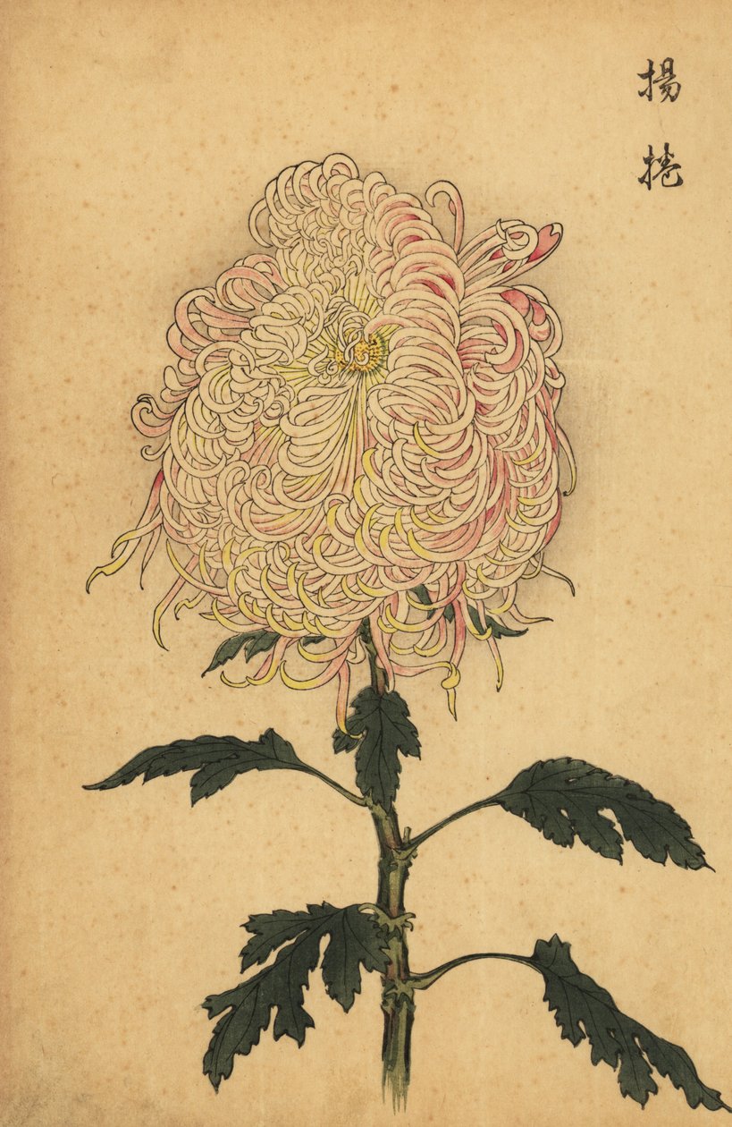 Hybrid hvid og lyserød fjerkrysantemum., 1893 (gravering) af Keika Hasegawa